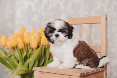 doris, morlock, dog, pictures, kennels, puppies, for, sale, doris-morlock, dog-breeder, puppies, pups, cindy hubers breeder, usda, inspected, inspection, records, for sale